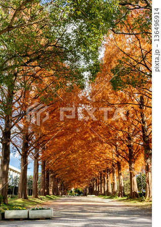 紅葉したメタセコイアの並木 紅葉したメタセコイアの並木 136496914
