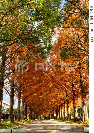 紅葉したメタセコイアの並木 紅葉したメタセコイアの並木 136496916