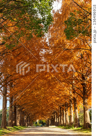 紅葉したメタセコイア並木道 136496918