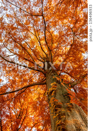 紅葉したメタセコイアの大木 紅葉したメタセコイアの大木 136496933
