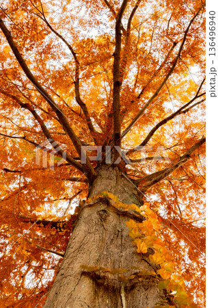 紅葉したメタセコイアの大木 紅葉したメタセコイアの大木 136496940