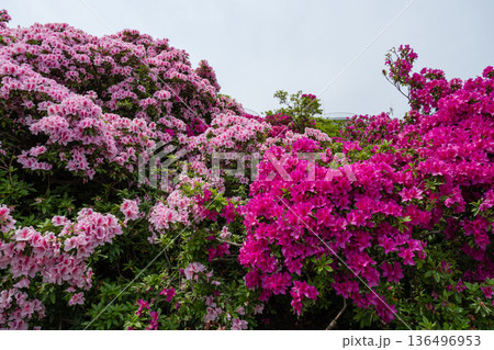 【大阪・堺市】浅香山緑道つつじまつり・満開のヒラドツツジ群生と大和川沿いの通り抜け（5月・名所） 136496953