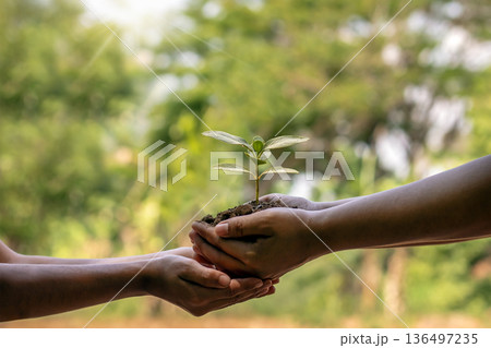 A close-up shot of hands nurturing a new tree, symbolizing the global effort to absorb CO2, fight climate change, and expand green spaces for a sustainable future A close-up shot of hands nurturing a new tree, symbolizing the global effort to absorb CO2, fight climate change, and expand green spaces for a sustainable future 136497235