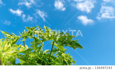 The tops of the papaya trees reveal the vibrant green of their leaves, a tree planted in an outdoor garden under a bright blue sky. The tops of the papaya trees reveal the vibrant green of their leaves, a tree planted in an outdoor garden under a bright blue sky. 136497243