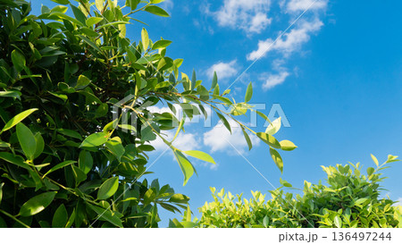 Two tops of the Korean banyan trees reveal the vibrant green of their leaves, a tree planted in an outdoor garden under a bright blue sky. Two tops of the Korean banyan trees reveal the vibrant green of their leaves, a tree planted in an outdoor garden under a bright blue sky. 136497244