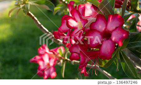 Adenium pink flower on the trees. Brightly colored ornamental flowers in the garden. Adenium pink flower on the trees. Brightly colored ornamental flowers in the garden. 136497246