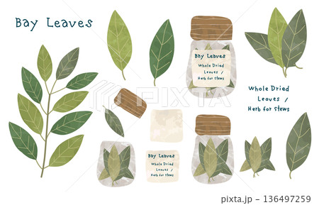 ローリエと月桂樹の枝葉・瓶詰めスパイスの手描きイラストセット 136497259