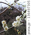 白い梅の花 136497305