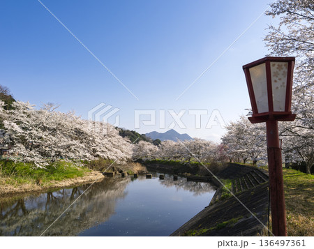 赤いぼんぼりと桜並木、宇陀川の春景色 赤いぼんぼりと桜並木、宇陀川の春景色 136497361