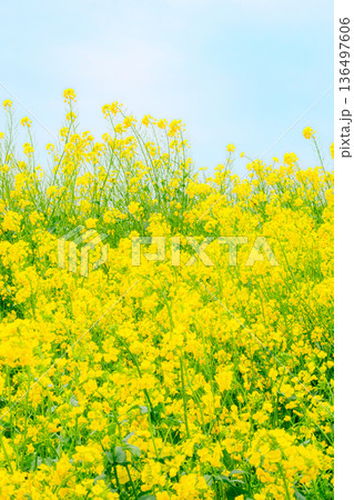 満開を迎えた菜の花｜縦構図 136497606