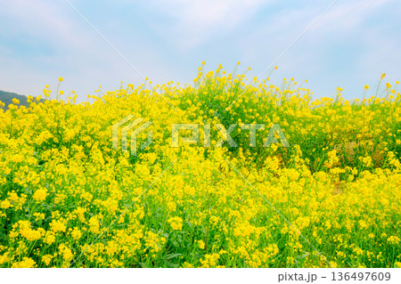 満開を迎えた菜の花 136497609
