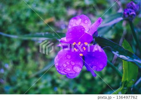 雨に濡れた紫色の花 雨に濡れた紫色の花 136497762