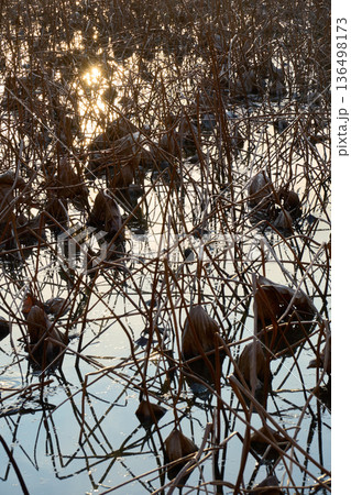 冬の静寂：枯れた蓮のシルエットと水面に反射する夕日の光 136498173
