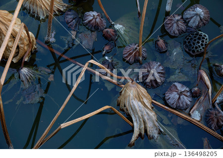 冬の蓮池の抽象美：水面の深い影と茶褐色の葉が織りなすシネマティックな背景・ローキー仕上げ 136498205