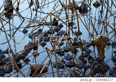 抽象的な自然美：冬の蓮池に広がる蓮の実のパターンとダークな色彩 136498227