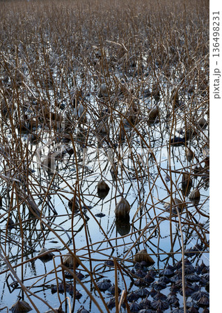 抽象的な自然美:冬の蓮池に広がる蓮の実のパターンとダークな色彩 抽象的な自然美:冬の蓮池に広がる蓮の実のパターンとダークな色彩 136498231