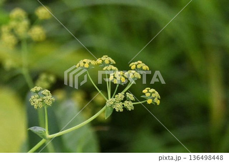 信州栂池自然園で見た枝分かれした先端に咲く黄色の花の複散型花序が可愛いホタルサイコ 信州栂池自然園で見た枝分かれした先端に咲く黄色の花の複散型花序が可愛いホタルサイコ 136498448