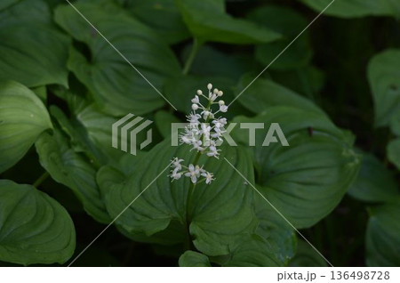 信州栂池自然園で見た葉の間から伸びた花径に咲く白色の花の総状花序が綺麗なマイヅルソウ 信州栂池自然園で見た葉の間から伸びた花径に咲く白色の花の総状花序が綺麗なマイヅルソウ 136498728