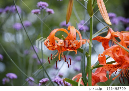オレンジ色のオニユリの花 136498799
