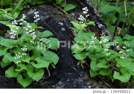 信州栂池自然園で見た左右に群生して咲く白色の花の総状花序が綺麗なマイヅルソウ 信州栂池自然園で見た左右に群生して咲く白色の花の総状花序が綺麗なマイヅルソウ 136498821