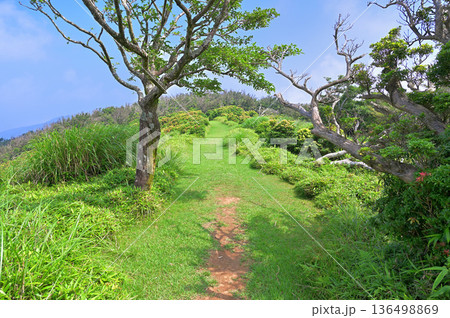 伊豆半島の伊豆山稜線歩道 小達磨山の草原の縦走路 伊豆半島の伊豆山稜線歩道 小達磨山の草原の縦走路 136498869