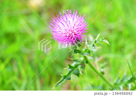 伊豆半島の伊豆山稜線歩道　だるま山高原　ノアザミ 136498892