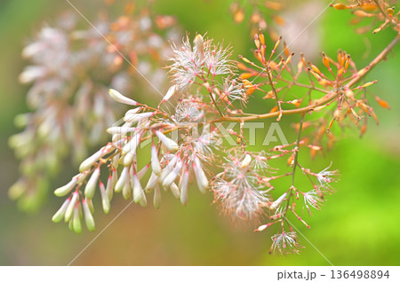 伊豆半島の伊豆山稜線歩道　だるま山高原　タケニグサ 136498894