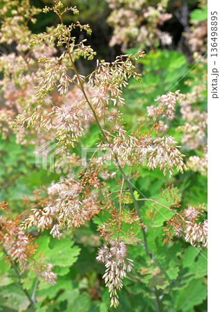 伊豆半島の伊豆山稜線歩道　だるま山高原　タケニグサ 136498895