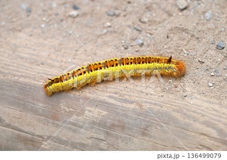 伊豆半島 夏の伊豆山稜線歩道 達磨山 蛾のタケカレハの幼虫 伊豆半島 夏の伊豆山稜線歩道 達磨山 蛾のタケカレハの幼虫 136499079