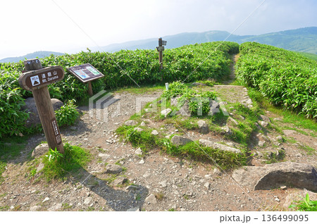 伊豆半島の伊豆山稜線歩道 夏の達磨山山頂 伊豆半島の伊豆山稜線歩道 夏の達磨山山頂 136499095