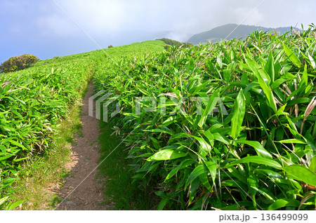 伊豆半島 夏の伊豆山稜線歩道 達磨山の笹原に描かれた尾根道 伊豆半島 夏の伊豆山稜線歩道 達磨山の笹原に描かれた尾根道 136499099