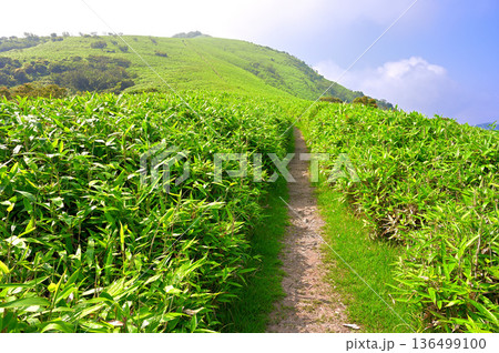 伊豆半島 夏の伊豆山稜線歩道 雲わく達磨山 熊笹の登山道 伊豆半島 夏の伊豆山稜線歩道 雲わく達磨山 熊笹の登山道 136499100