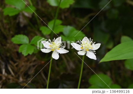信州栂池自然園で見た二輪並んで咲く白色の花弁に似た萼片が綺麗な高山植物のミツバオウレン 信州栂池自然園で見た二輪並んで咲く白色の花弁に似た萼片が綺麗な高山植物のミツバオウレン 136499116