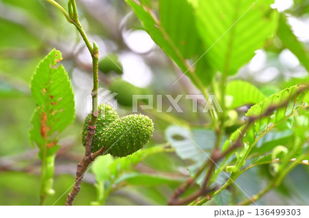 伊豆半島の伊豆山稜線歩道 金冠山 ヤシャブシの実 伊豆半島の伊豆山稜線歩道 金冠山 ヤシャブシの実 136499303