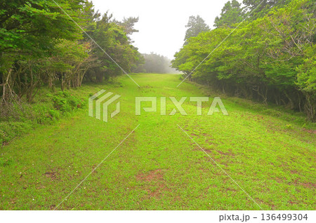 伊豆半島の伊豆山稜線歩道　金冠山　だるま山高原の広い登山道 136499304