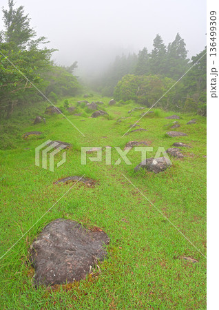 伊豆半島の伊豆山稜線歩道 金冠山 だるま山高原の広い登山道 伊豆半島の伊豆山稜線歩道 金冠山 だるま山高原の広い登山道 136499309