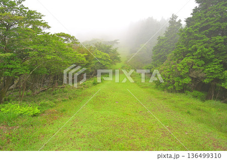 伊豆半島の伊豆山稜線歩道 金冠山 だるま山高原の広い登山道 伊豆半島の伊豆山稜線歩道 金冠山 だるま山高原の広い登山道 136499310