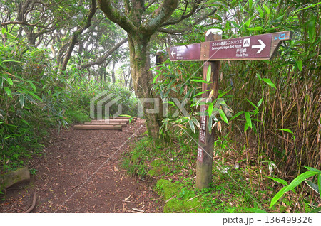 伊豆半島の伊豆山稜線歩道　樹木に囲まれた小達磨山山頂 136499326