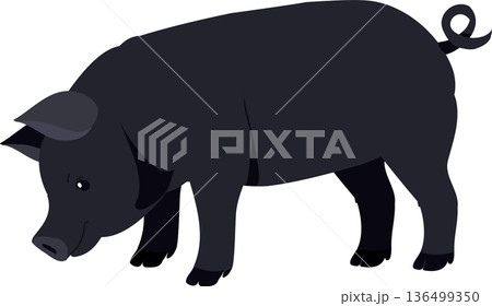farm black pig character designed as a clean flat illustration for agriculture, breeding and farming concept projects 136499350