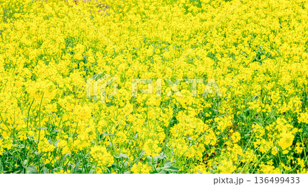 見頃を迎えた菜の花畑|16:9 見頃を迎えた菜の花畑|16:9 136499433