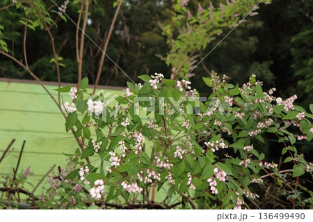 サラサウツギ八重咲きの更紗空木の花 サラサウツギ八重咲きの更紗空木の花 136499490