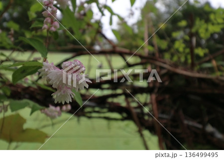 サラサウツギ八重咲きの更紗空木の花 サラサウツギ八重咲きの更紗空木の花 136499495