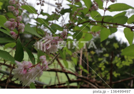 サラサウツギ八重咲きの更紗空木の花 サラサウツギ八重咲きの更紗空木の花 136499497