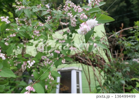 サラサウツギ八重咲きの更紗空木の花 サラサウツギ八重咲きの更紗空木の花 136499499