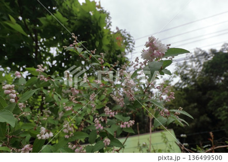 サラサウツギ八重咲きの更紗空木の花 136499500