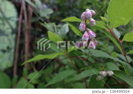 サラサウツギ八重咲きの更紗空木の花 136499504