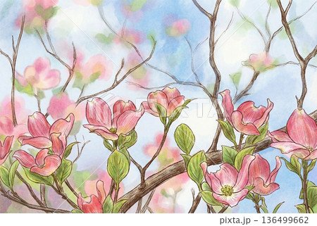 ハナミズキの園・イラスト 136499662