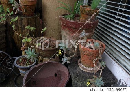 多肉植物 エケベリア セダム セネシオ・セルペンス(万宝) 多肉植物 エケベリア セダム セネシオ・セルペンス(万宝) 136499675