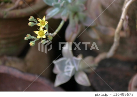 多肉植物 エケベリア セダム セネシオ・セルペンス(万宝) 多肉植物 エケベリア セダム セネシオ・セルペンス(万宝) 136499678