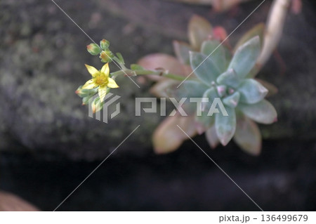 多肉植物　エケベリア セダム セネシオ・セルペンス(万宝) 136499679